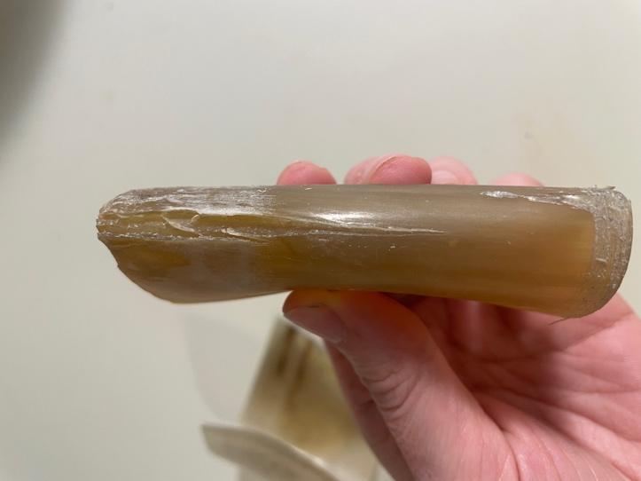 A person holding a piece of horn