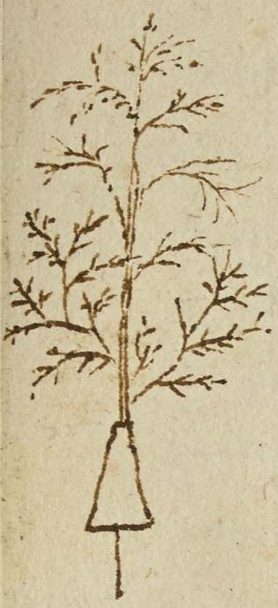 su21-macomber-117r-plant-wax-stem