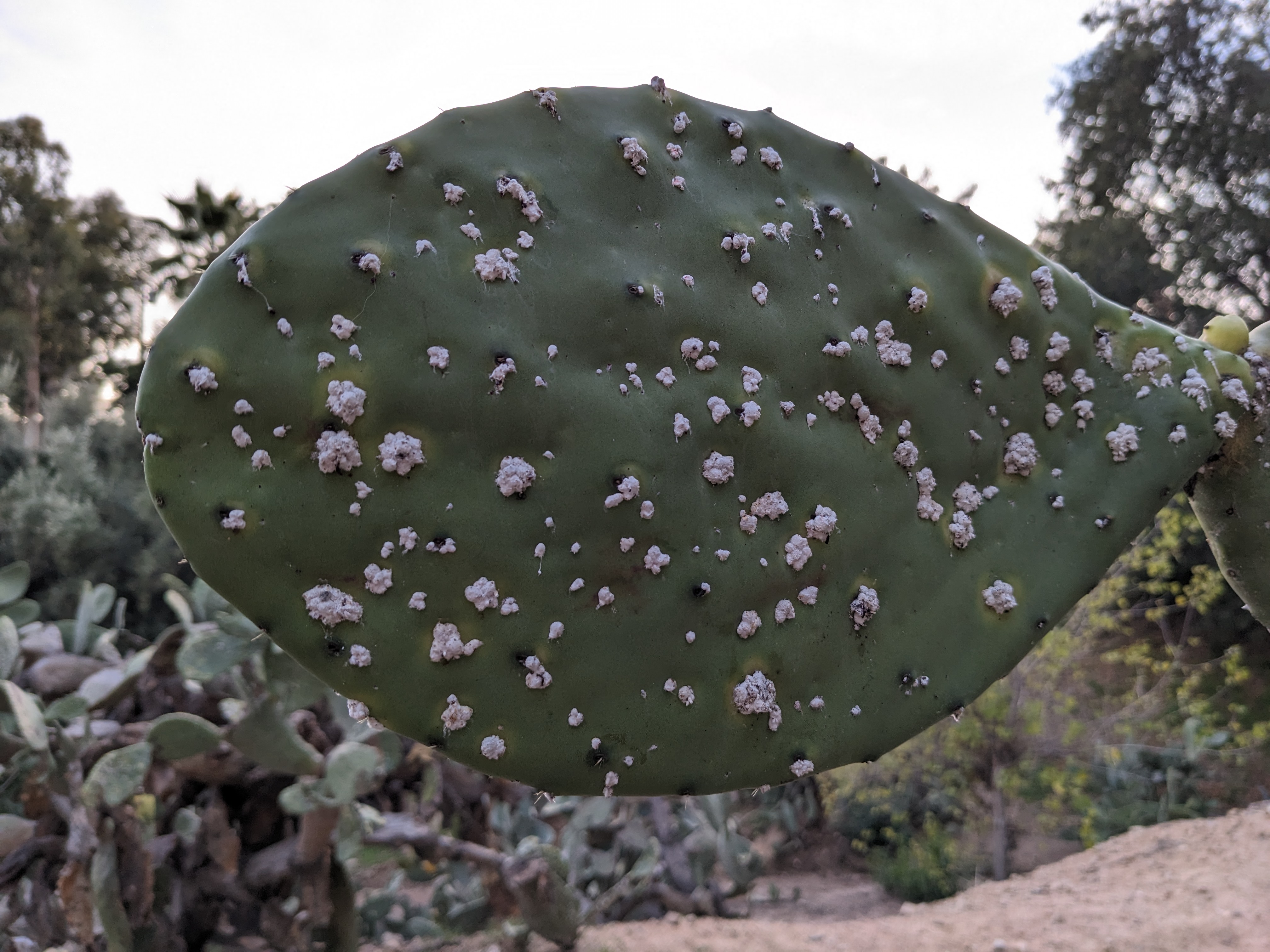 cochineal-plant